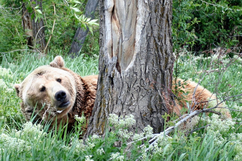 Yellowstone Bear World, United States